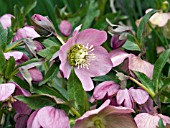 HELLEBORUS ORIENTALIS PURPLE