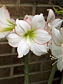 HIPPEASTRUM PICOTEE