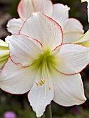 HIPPEASTRUM PICOTEE