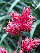 HOHENBERGIA STELLATA BROMELIAD