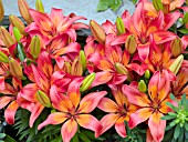 LILIUM MATRIX