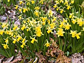 NARCISSUS TETE-A-TETE