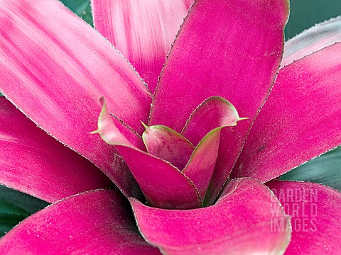 NEOREGELIA_PINK