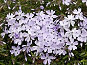 PHLOX SUBULATA BLUE