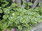 PLECTRANTHUS COLEOIDES GREEN AND WHITE