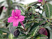 RUELLIA MAKOYANA