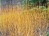 SALIX ALBA FLAME