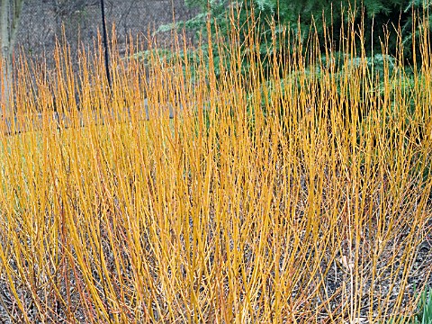 SALIX_ALBA_FLAME