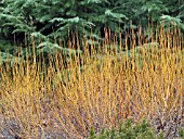 SALIX ALBA FLAME