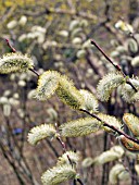 SALIX CHAENOMELOIDES