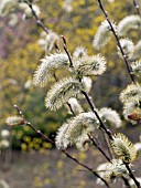 SALIX CHAENOMELOIDES