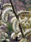 SALIX CHAENOMELOIDES