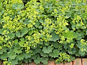 ALCHEMILLA VULGARIS