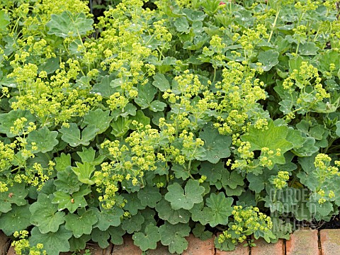 ALCHEMILLA_VULGARIS