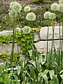 ALLIUM GIGANTEA WHITE GIANT