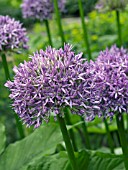 ALLIUM GLOBEMASTER