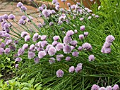 ALLIUM SCHOENOPRASUM STARO