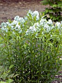 AMSONIA TABERNAEMONTANA