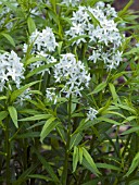 AMSONIA TABERNAEMONTANA