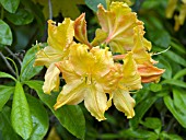 AZALEA GOLDEN LIGHTS