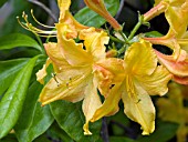 AZALEA GOLDEN LIGHTS