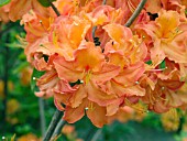 AZALEA MANDARIN LIGHTS