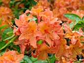 AZALEA MANDARIN LIGHTS