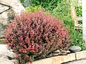 BERBERIS THUNBERGII ATROPURPUREA