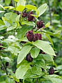 CALYCANTHUS FLORIDUS