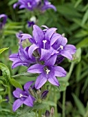 CAMPANULA GLOMERATA JOAN ELLIOT