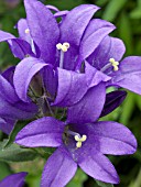 CAMPANULA GLOMERATA JOAN ELLIOT