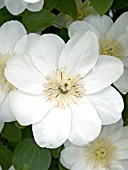 CLEMATIS GUERNSEY CREAM