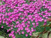 DIANTHUS GRATIANOPOLITANUS FIREWITCH