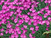 DIANTHUS GRATIANOPOLITANUS FIREWITCH