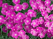 DIANTHUS GRATIANOPOLITANUS FIREWITCH