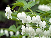 DICENTRA SPECTABILIS ALBA