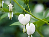 DICENTRA SPECTABILIS ALBA