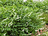 DICENTRA SPECTABILIS ALBA