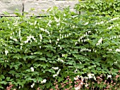 DICENTRA SPECTABILIS ALBA