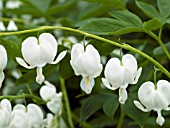 DICENTRA SPECTABILIS ALBA