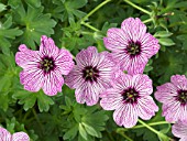 GERANIUM CENEREUM BALLERINA