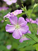 GERANIUM MACULATUM