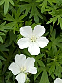 GERANIUM SANGUINEUM ALBUM