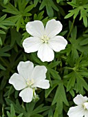 GERANIUM SANGUINEUM ALBUM