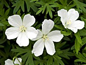 GERANIUM SANGUINEUM ALBUM