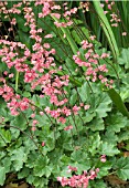 HEUCHERA BRANDON PINK