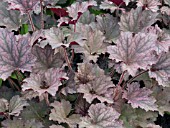 HEUCHERA FROSTED VIOLET