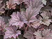 HEUCHERA FROSTED VIOLET