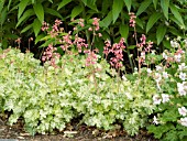 HEUCHERA SNOW ANGEL