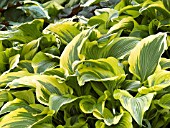 HOSTA MONTANA AUREOMARGINATA